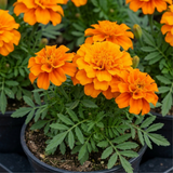 Further views of French Marigold 'Durango Tangerine' garden ready plant in a 2L pot at Cedar Nursery, Cobham, Surrey.