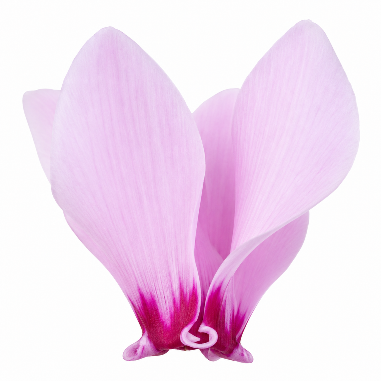 Cyclamen hederifolium in flower, showing autumn blooms rising above patterned ivy-shaped foliage.
