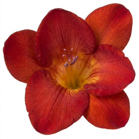 Freesia 'Red River' showing arching flower spikes of funnel-shaped blooms rising above narrow strappy green leaves.