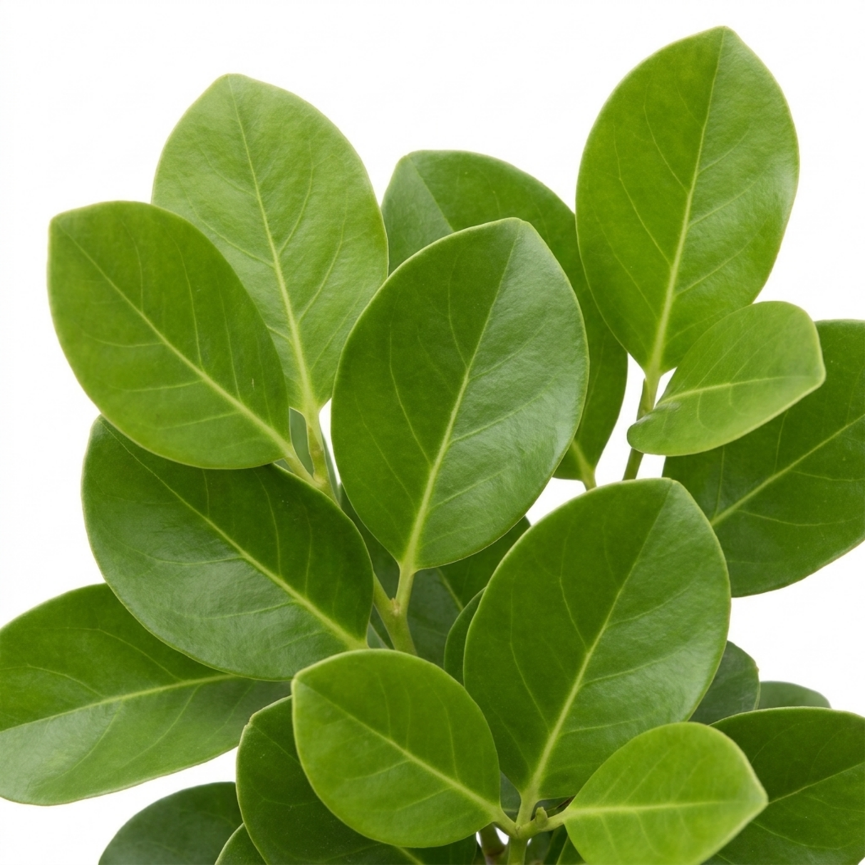Griselinia littoralis showing leathery, glossy apple-green oval leaves and dense, bushy evergreen growth ideal for hedging.