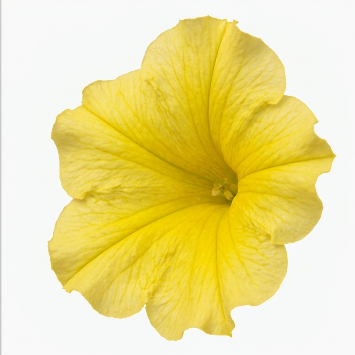 Further views of Petunia 'Capella Hello Yellow' supplied as a large garden-ready plant in a 2L pot.