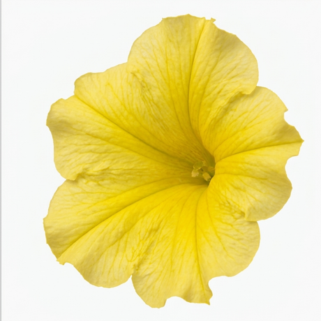 Further views of Petunia 'Capella Hello Yellow' supplied as a large garden-ready plant in a 2L pot.