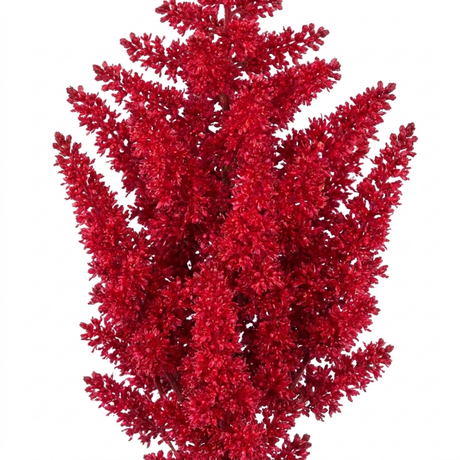 Astilbe Music Series Red displaying red flowers and green foliage