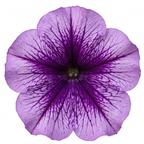 Further views of Petunia 'Sanguna Mega Purple Vein' supplied as a large garden-ready plant in a 2L pot.