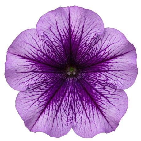 Further views of Petunia 'Sanguna Mega Purple Vein' supplied as a large garden-ready plant in a 2L pot.