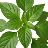 Sweet Pepper 'Snackbite Red' plant with green foliage and small red snacking peppers.