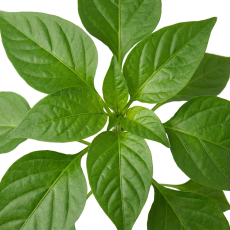 Sweet Pepper 'Snackbite Red' plant with green foliage and small red snacking peppers.