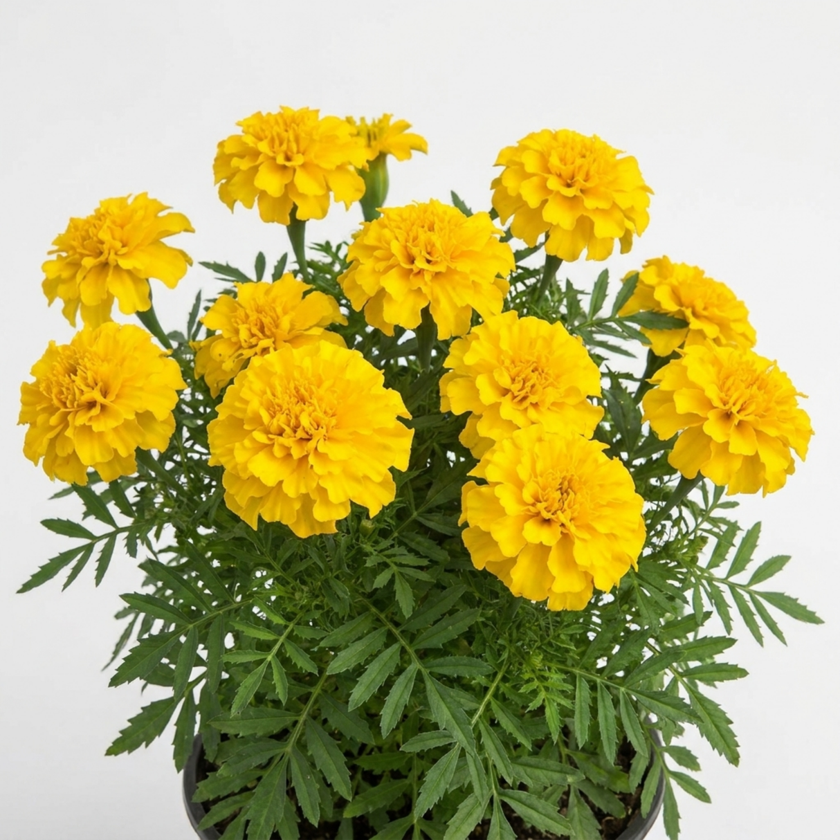 Further views of French Marigold 'Durango Yellow' large plant in a 2L pot at Cedar Nursery, Cobham, Surrey