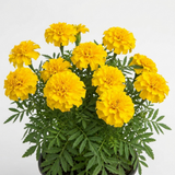 Further views of French Marigold 'Durango Yellow' large plant in a 2L pot at Cedar Nursery, Cobham, Surrey