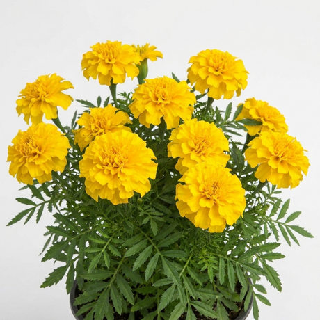 Further views of French Marigold 'Durango Yellow' large plant in a 2L pot at Cedar Nursery, Cobham, Surrey