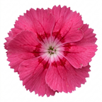 Dianthus 'Sugar Raspberry' cottage pink perennial with tufted grey-green foliage and delicate summer blooms.