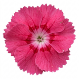 Dianthus 'Sugar Raspberry' cottage pink perennial with tufted grey-green foliage and delicate summer blooms.