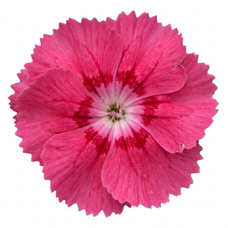 Dianthus 'Sugar Raspberry' cottage pink perennial with tufted grey-green foliage and delicate summer blooms.