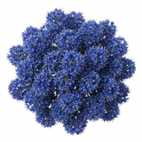 Ceanothus 'Pugets Blue' showing its compact habit, small glossy leaves and abundant flower clusters