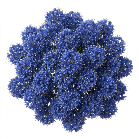 Ceanothus 'Pugets Blue' showing its compact habit, small glossy leaves and abundant flower clusters