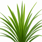 Cordyline australis showing its arching, strap-like green foliage forming a bold architectural rosette.