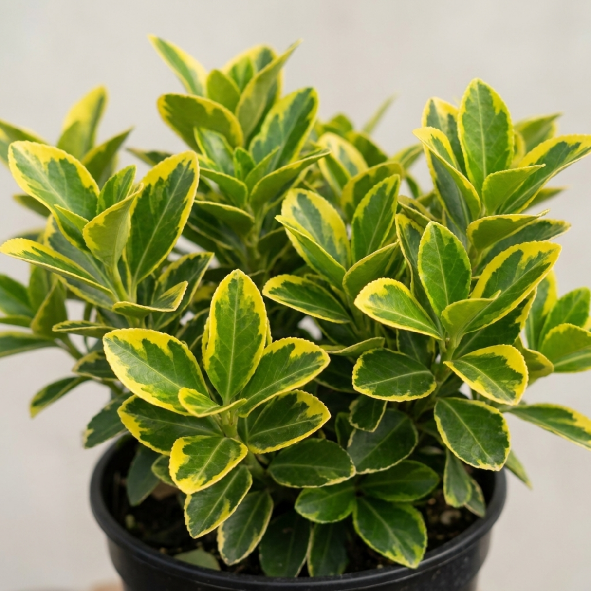 Variegated foliage of Euonymus japonicus 'Aureomarginatus', a large plant supplied in a 2L pot, ready to plant.