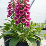 Digitalis 'Hanabee Deep Rose' foxglove with upright spires of pink and rose-gold flowers and evergreen green foliage