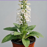 Digitalis 'Hanabee White' bearing upright stems of pure white bell-shaped flowers above evergreen leaves