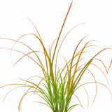 Carex testacea 'Prairie Fire' forming a fountain-like clump of slender, arching foliage in coppery orange and green.