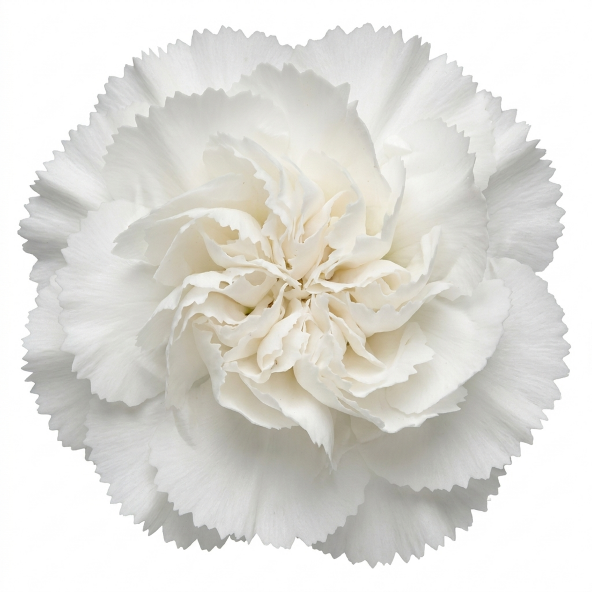 Dianthus Memories cottage pink forming a neat clump of narrow grey-green leaves topped with dainty pink flowers.