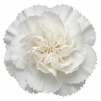 Dianthus Memories cottage pink forming a neat clump of narrow grey-green leaves topped with dainty pink flowers.
