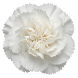Dianthus Memories cottage pink forming a neat clump of narrow grey-green leaves topped with dainty pink flowers.