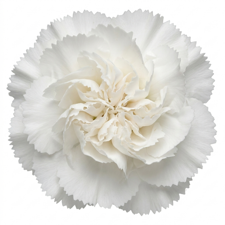 Dianthus Memories cottage pink forming a neat clump of narrow grey-green leaves topped with dainty pink flowers.