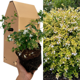 Abelia x grandiflora 'Francis Mason' (v)