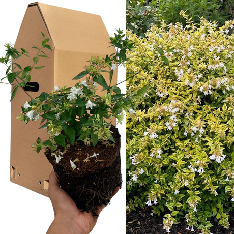 Abelia x grandiflora 'Francis Mason' (v)