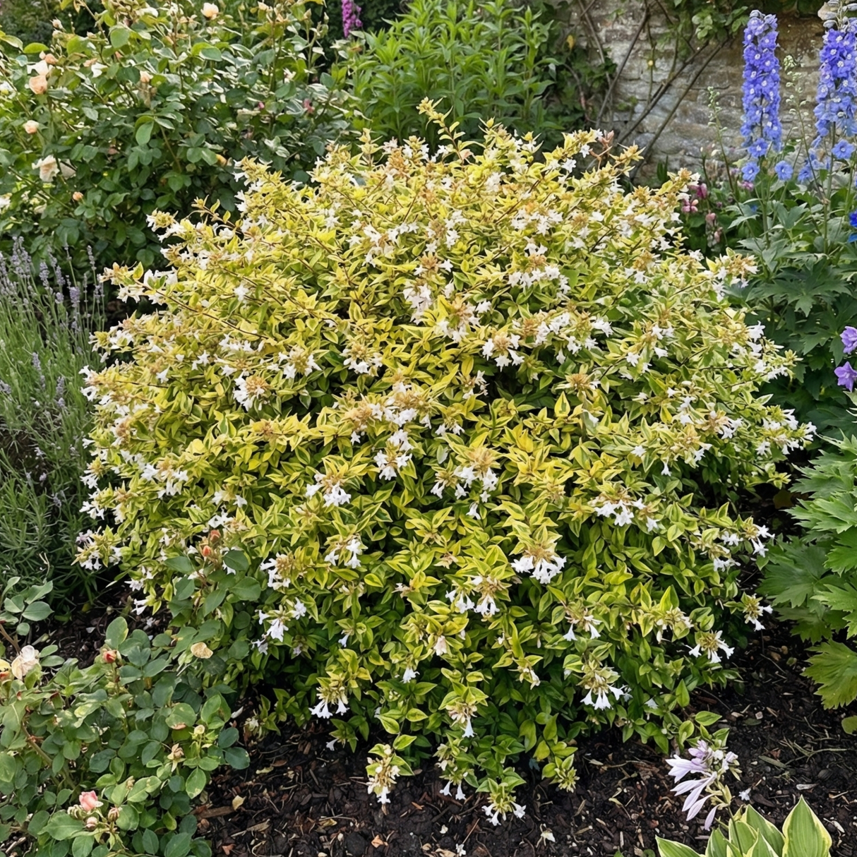Abelia x grandiflora 'Francis Mason' (v) from Cedar Nursery, Cobham