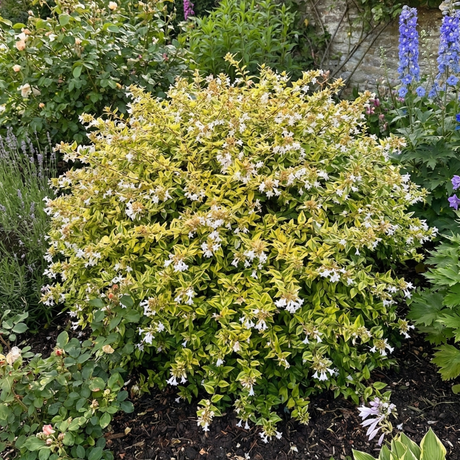 Abelia x grandiflora 'Francis Mason' (v) from Cedar Nursery, Cobham
