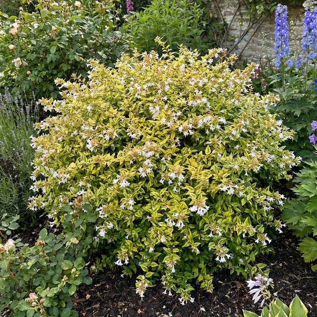 Abelia x grandiflora 'Francis Mason' (v) from Cedar Nursery, Cobham