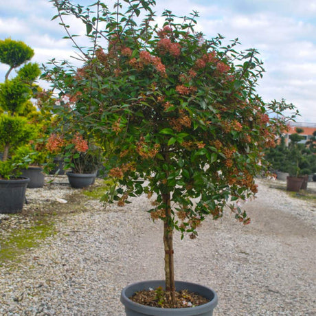 Find Abelia x grandiflora quarter standard at Cedar Nursey, Surrey