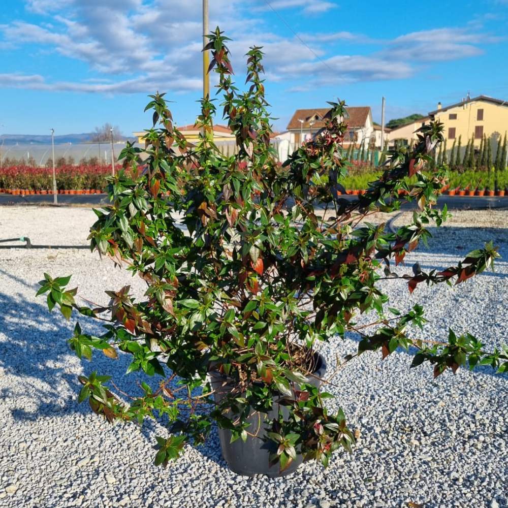 Buy Abelia x grandiflora direct from Cedar Nursery, Surrey