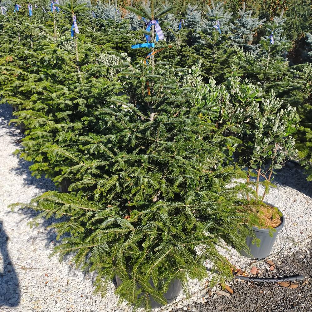 Buy Abies nordmanniana online from Cedar Nursery, Surrey