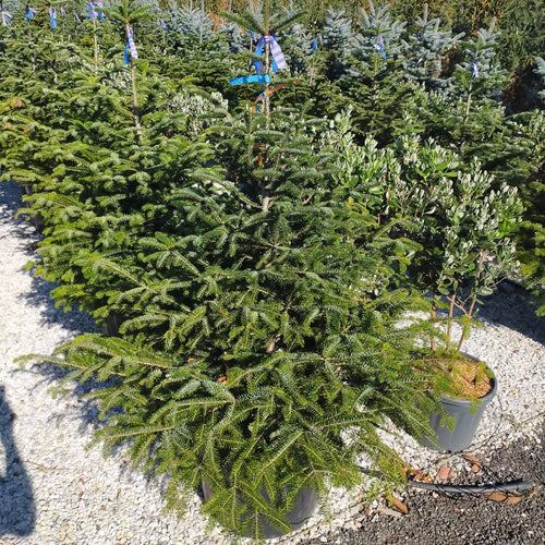Buy Abies nordmanniana online from Cedar Nursery, Surrey