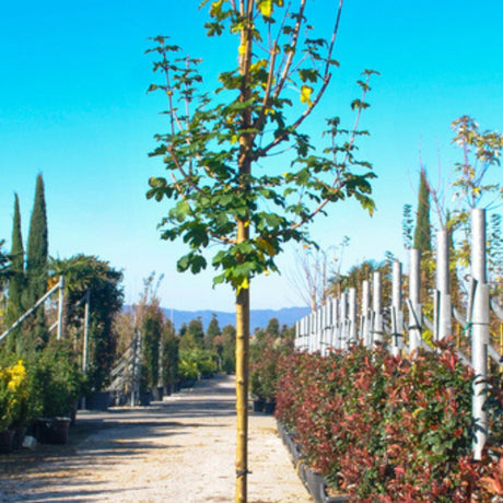 Acer campestre 'Elsrijk'