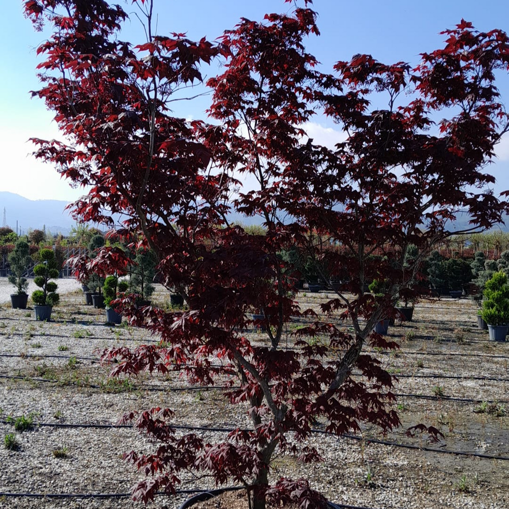 Acer palmatum 'Fireglow' (A)