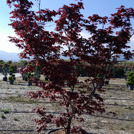 Acer palmatum 'Fireglow' (A)