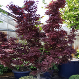Acer palmatum 'Fireglow' (A)