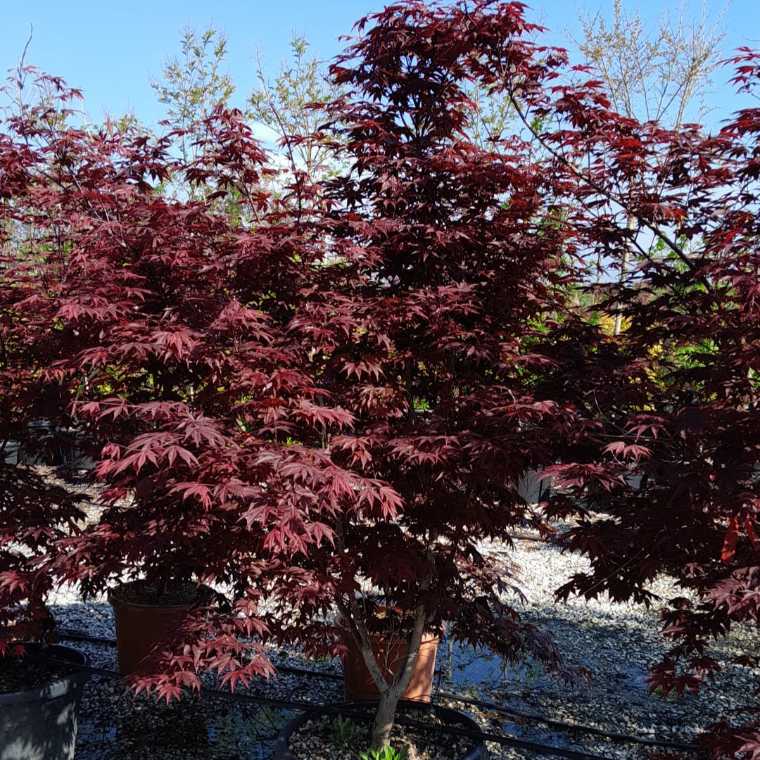 Acer palmatum 'Trompenburg' (P)