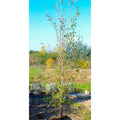 Buy Acer buergerianum from Cedar Nursery, Surrey