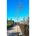 Buy Acer buergerianum from Cedar Nursery. Grown as a Standard Tree