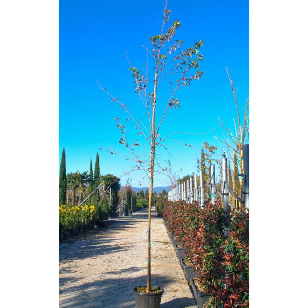 Buy Acer buergerianum from Cedar Nursery. Grown as a Standard Tree