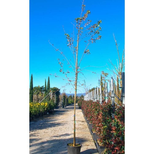 Buy Acer buergerianum from Cedar Nursery. Grown as a Standard Tree
