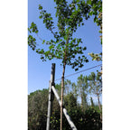 Buy Acer campestre online from Cedar Nursery, Surrey