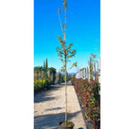 Acer campestre