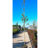 Acer campestre