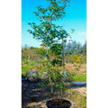 Buy Acer campestre online from Cedar Nursery, Surrey